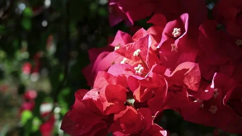 Bougainvillea Stock Footage 280753560