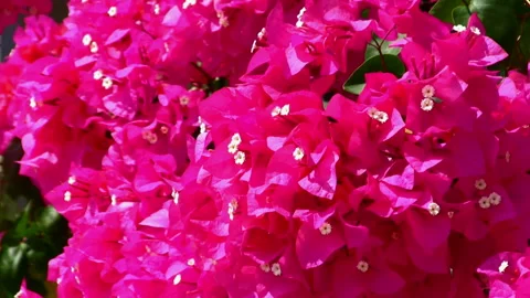 Bougainvillea Video stock 327498289