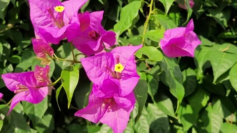 Bougainvillea Stock Footage 330924866