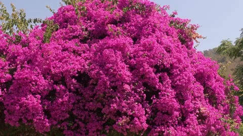 Bougainvillea Stockbeeldmateriaal 343792479