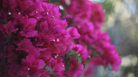 Bougainvillea in full bloom Stock Footage 8506865