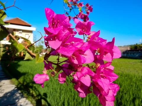 Bougainvillea in the garden on the rice field background Stock Photos