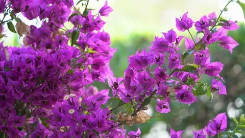 Bougainvillea Glabra Stock Footage 222062423
