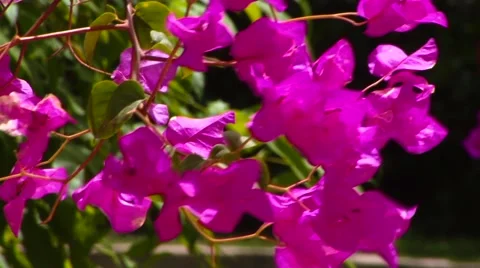 Bougainvillea HD Stock Footage 49479703