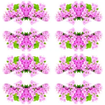 Bougainvillea Illustrazione stock