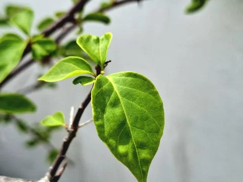 Bougainvillea leaf tip Stock Photos