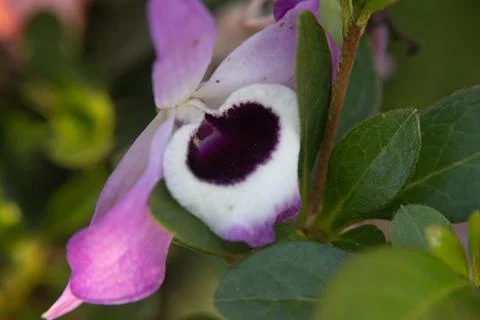 Bougainvillea macro Foto stock