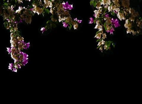 Bougainvillea margin Stock Photos