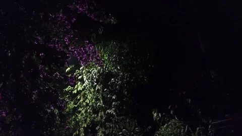 Bougainvillea at night Stock Footage 287812636
