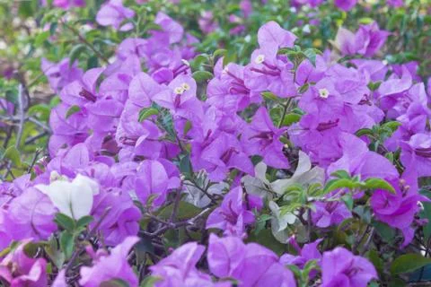 Bougainvillea paper flower Stock Photos