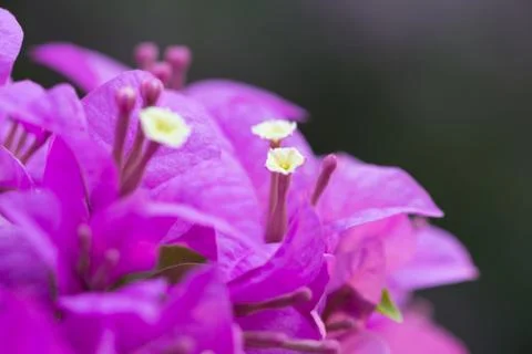 Bougainvillea Stock Photos