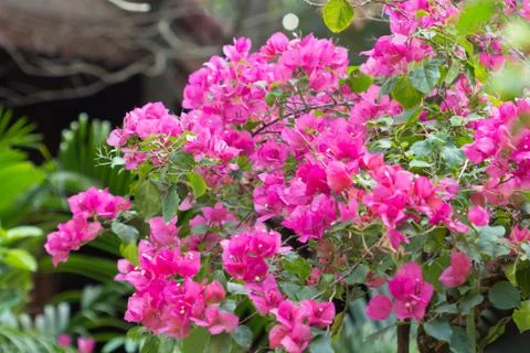 Bougainvillea Stock Photos