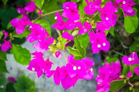 Bougainvillea Stock Photos