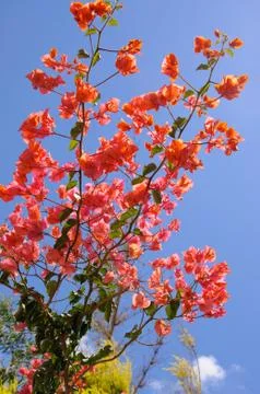 Bougainvillea Stock Photos