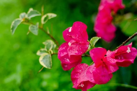 Bougainvillea Stock Photos