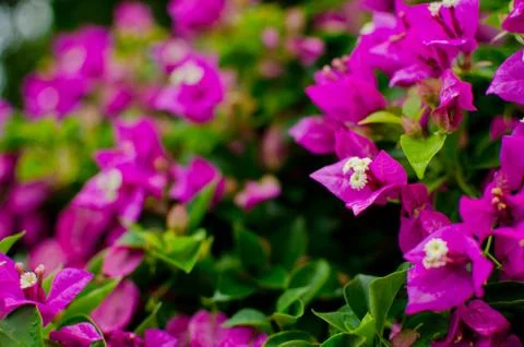 Bougainvillea Stock Photos