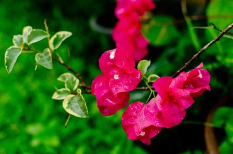 Bougainvillea Stock Photos