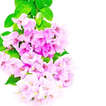 Bougainvillea Stock Photos
