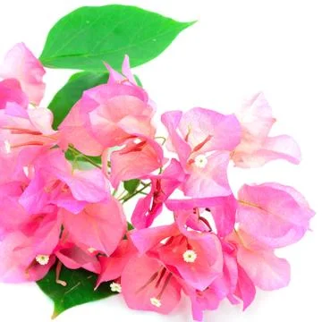 Bougainvillea Stock Photos