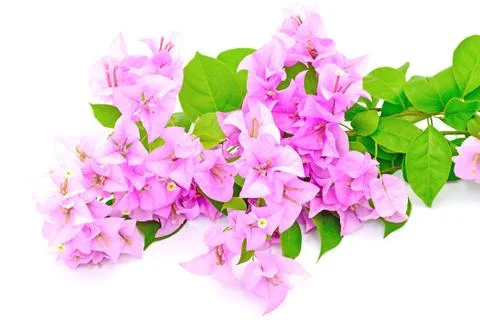 Bougainvillea Stock Photos