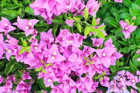 Bougainvillea Stock Photos