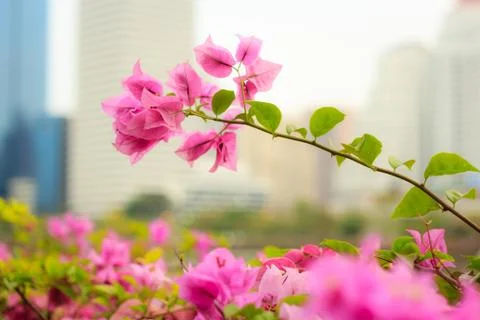 Bougainvillea Stock Photos