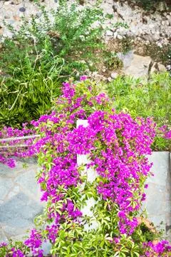 Bougainvillea Stock Photos