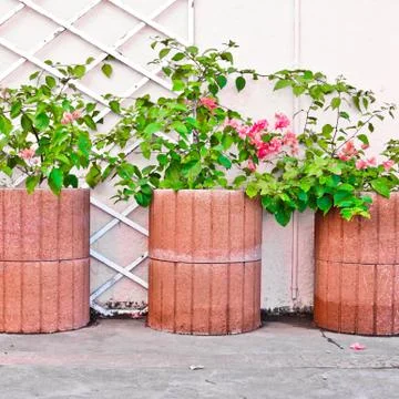 Bougainvillea Stock Photos