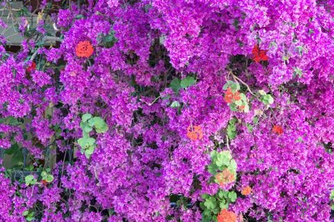 Bougainvillea Foto stock