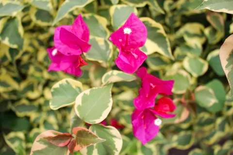 Bougainvillea Stock Photos