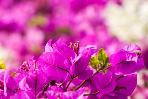 Bougainvillea Stock Photos