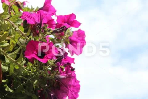 Bougainvillea Stock Photos