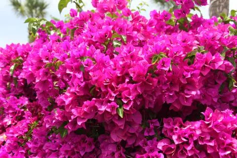 Bougainvillea Stock Photos