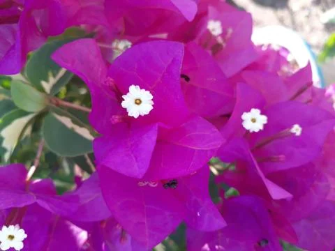 Bougainvillea Stock Photos