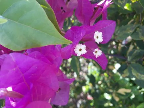 Bougainvillea Stock Photos