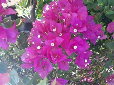 Bougainvillea Stock Photos