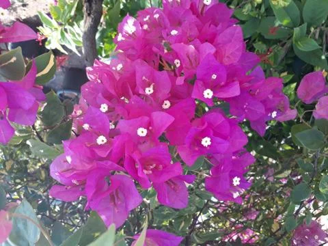 Bougainvillea Foto stock