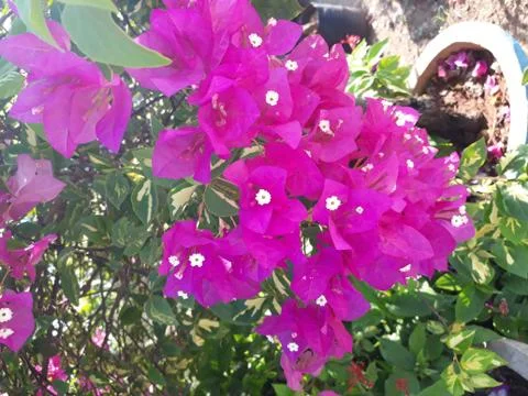 Bougainvillea Stock Photos