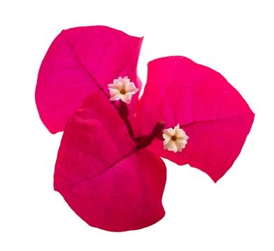 Bougainvillea Stock Photos