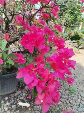 Bougainvillea Stock Photos