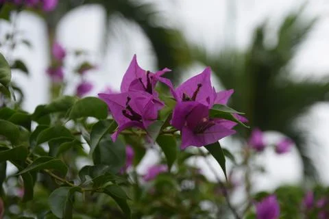 Bougainvillea Stock Photos