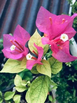 Bougainvillea 库存照片