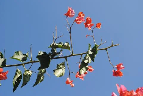 Bougainvillea Stock Photos