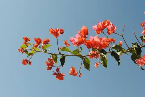 Bougainvillea  Stock Photos