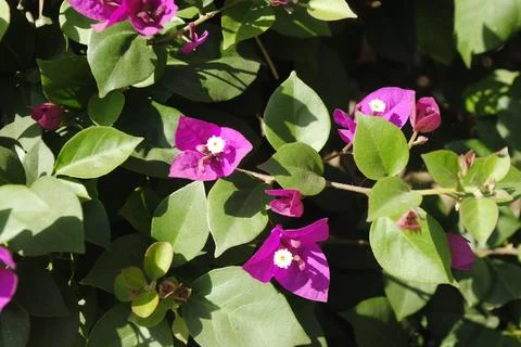 Bougainvillea Stock Photos