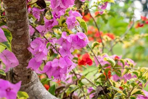 Bougainvillea Stock Photos