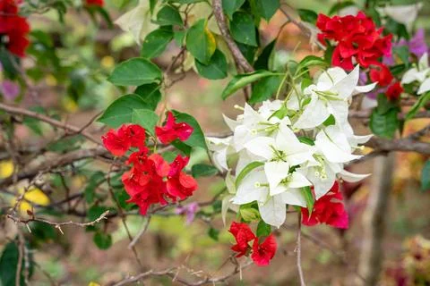 Bougainvillea 스톡 사진