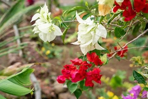 Bougainvillea Stock Photos