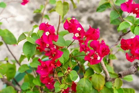 Bougainvillea Stock Photos
