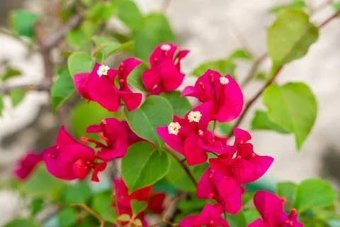 Bougainvillea Stock Photos